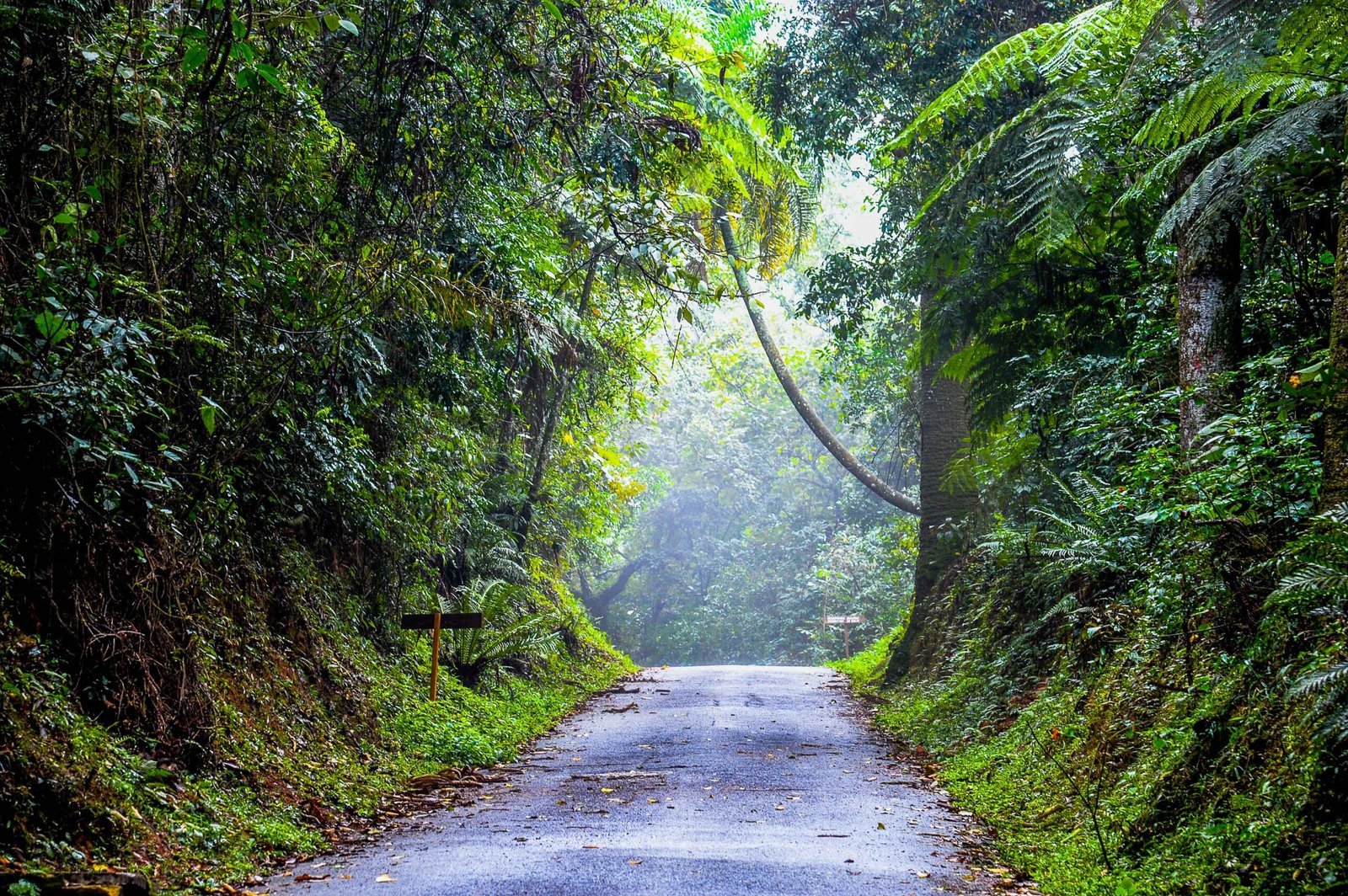 Parque Estadual da Cantareira: Aventura e Biodiversidade